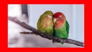 Relaxing music for birds, calming budgies & soothing parrots,
parakeets, cockatiels, lovebirds, cockatoos, parrotlets pet canaries
(5 h...