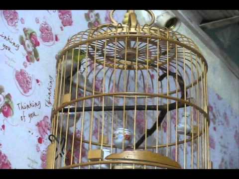 Khuyên nhà thienhabattu.wmv - YouTube