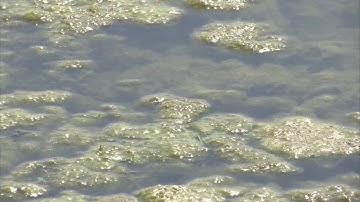Algae Bloom