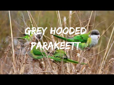 Grey hooded parakeet (Psilopsiagon aymara)