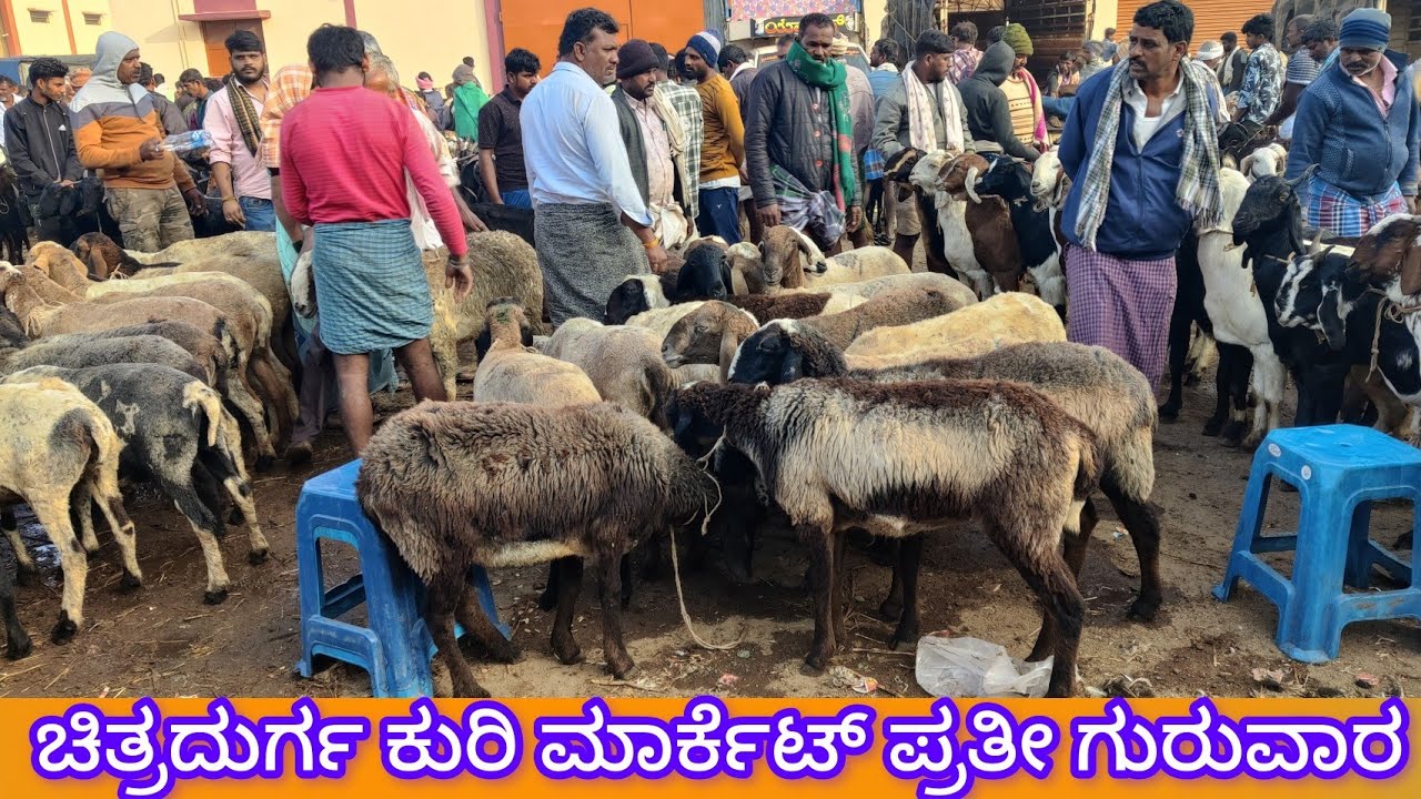 ಚಿತ್ರದುರ್ಗ ಕುರಿ ಮಾರ್ಕೆಟ್ ಪ್ರತೀ ಗುರುವಾರ Chitradurga Sheep Market every Thursday