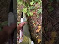 September 2025 - Finding an RC plane in the woods #bundeswehr #l39 #freewing #china #adapters #amp