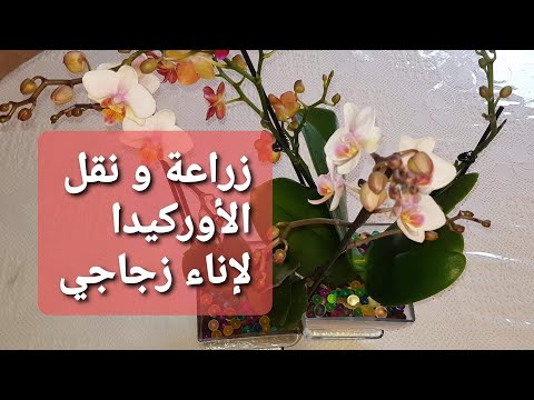 فيديو: كيفية زرع زهرة الأوركيد في فلوراريوم زجاجي