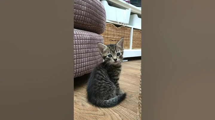 Video 3255021: siamese tabby kitten, tabby point siamese, tabby girl, siamese family, kitten home