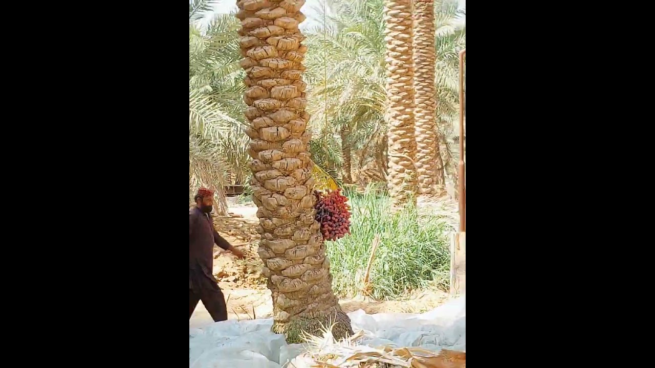 khajur kesy kattay hain! khajur k oper kesy jaty hain! AlQaseem saudia arabia!