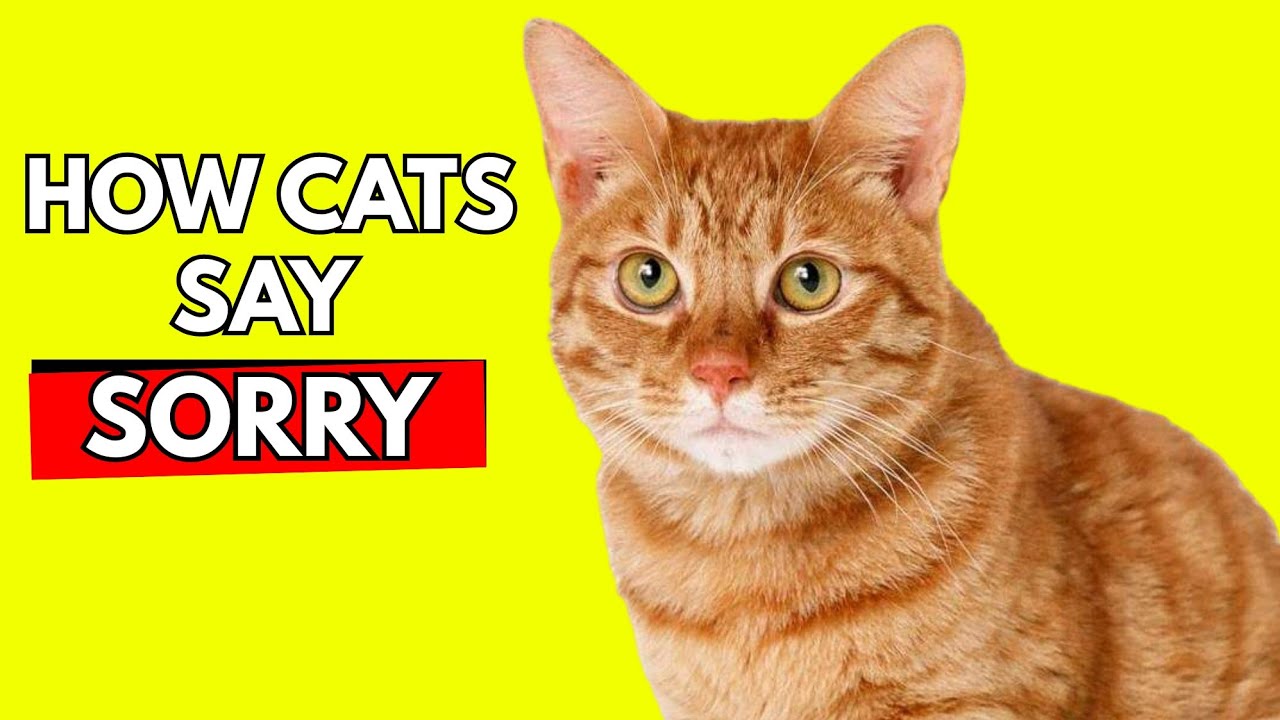 HOW DO CATS APOLOGIZE TO HUMANS? 🔥