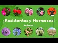 ¡10 FLORES de POCA AGUA!😍🌺 / RESISTEN el CALOR FUERTE🔥👌🪴