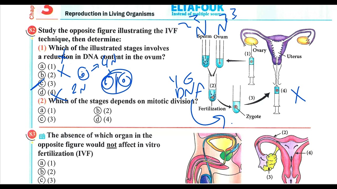 حل التفوق الفصل التالت الدرس الخامس احياء لغات -El tafouk - ch 3 - lesson 5 - part 3 from 68 to 98