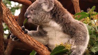 Australia pledges cash to help save the koala