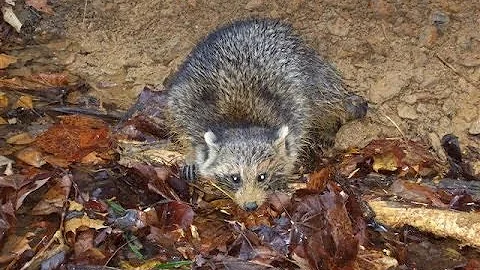 2013-2014 Trapping Season Catch video