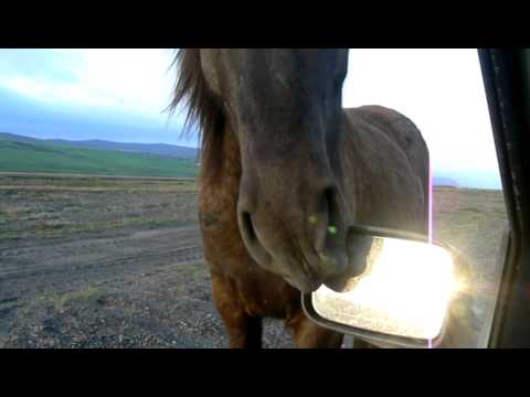 Wideo: Miniaturowy koń