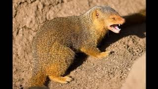 suara garangan sama anak ayam ampuh 100%  pasti kluar pikat garangan sawah