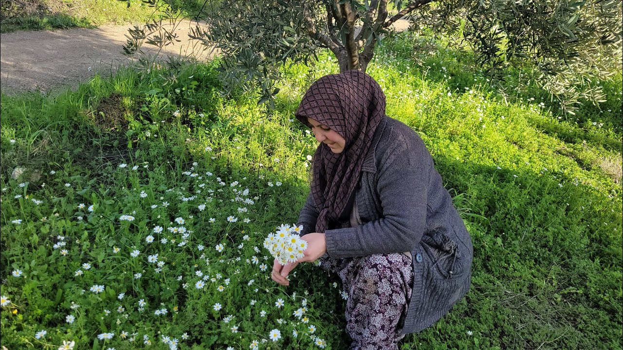 GÜZEL HAVAYI FIRSAT BİLDİK🌞 FIRTINADAN SONRA TARLAYI KONTROL ETTİK💢 PAPATYALAR AÇMAYA BAŞLAMIŞ🌱💐