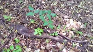 dead Poison Ivy plant