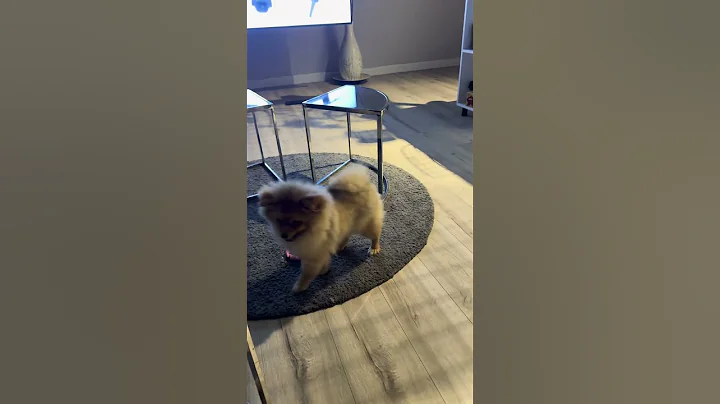 Watch the video about Fighter 🥊 #shorts #shortvideo #homesweethome #pomeranian #cat #sphynx #pets