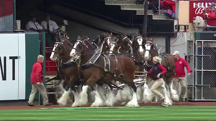 Budweiser Clydesdales take the field at Busch Stad...