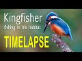 Kingfisher fishing in his habitat