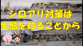 『シロアリの生態を知るならココ！』　岡崎シロアリ技研（動画では岡崎シロアリ研究所と言ってますが間違いです）　https://www.sinfonia.or.jp/~isoptera/。