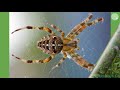 Як полюбити павученя (Скорочено) Діана Амфт В4