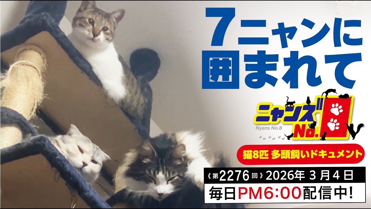 No. 2276》Surrounded by 7 cats - YouTube