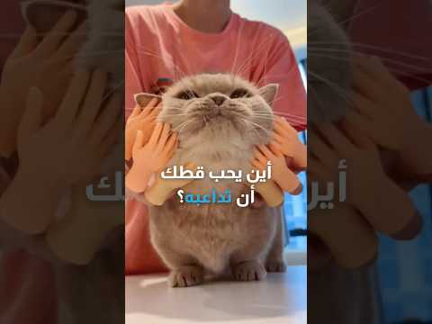 أفضل الأماكن لمداعبة القطط 