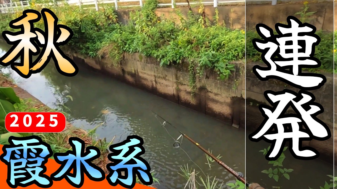 【バス釣り】【霞ヶ浦】連発の秋水路!!