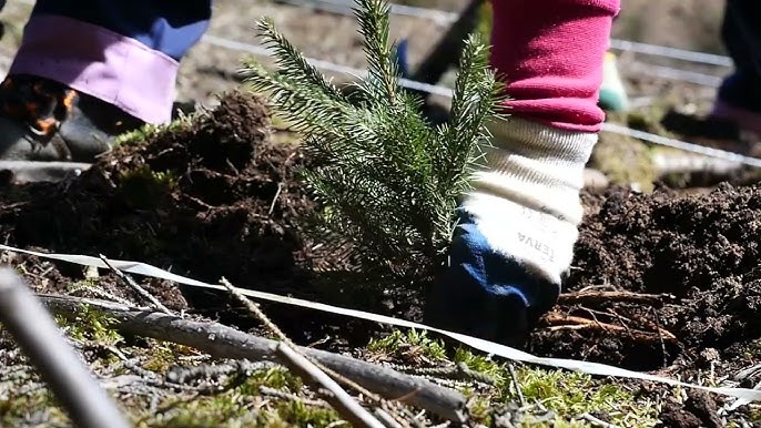 Sázení Stromků V Lese Postup (sázení stromků, vysazené stromky, druhů dřevin, nově vysazené, nově vysazené stromky) Sázení Stromků V Lese Postup