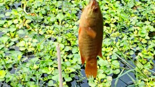 Best Hook Fishing 2023 | New Koi Fishing Technique | Fishing in Beautiful Nature