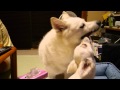 ウザい仔犬