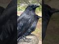 Ravens Golden Gate Park, San Francisco #birds #ravens