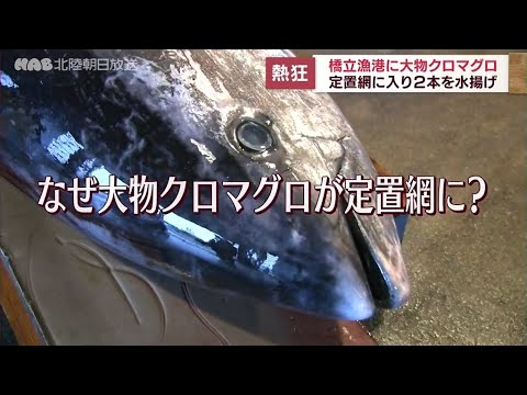 定置網に大物クロマグロ２本　熱狂の加賀・橋立漁港