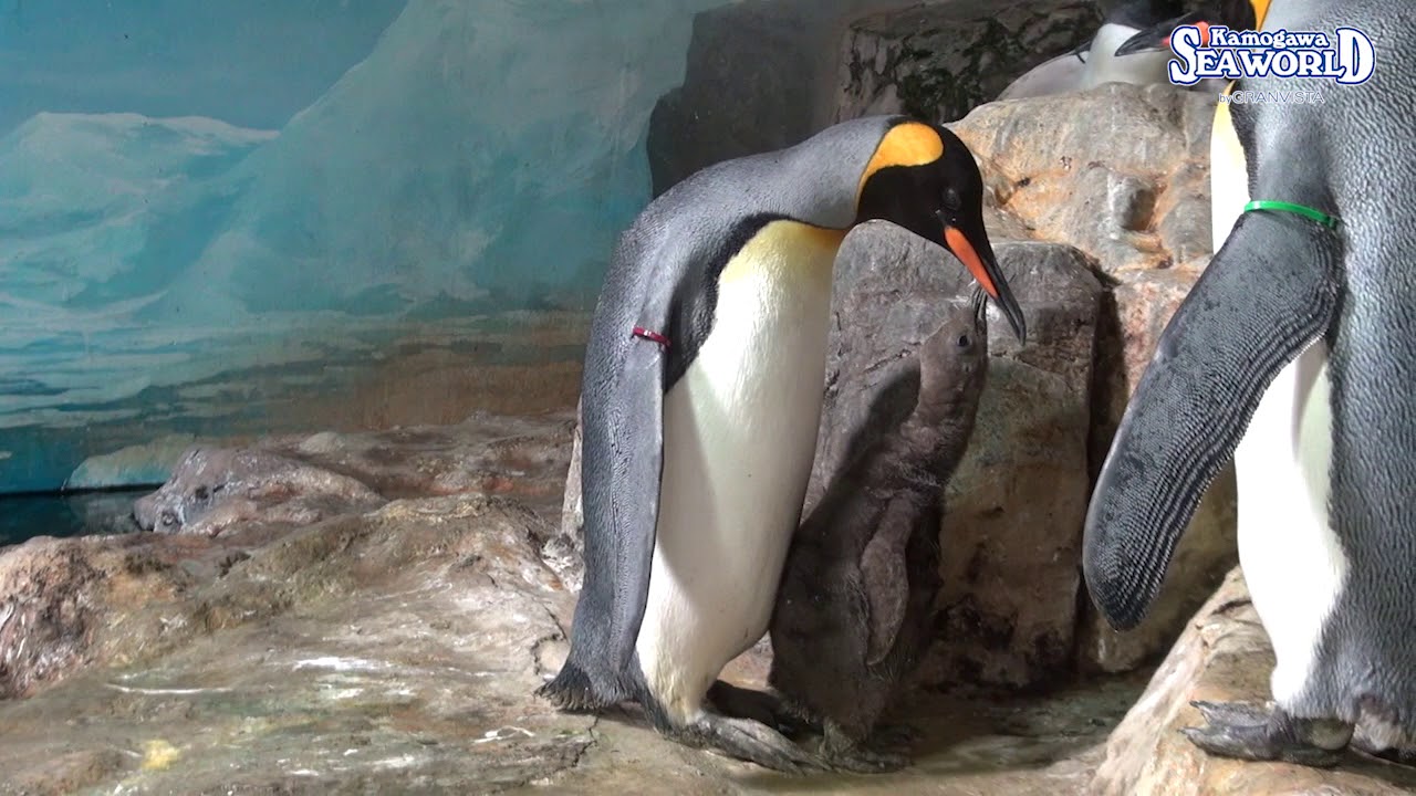 オウサマペンギンのいる動物園は オウサマペンギンのいる水族館は アリエスコム Ariescom