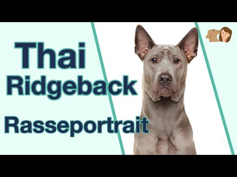 Video: Thai Ridgeback Hunderasse Hypoallergen, Gesundheit Und Lebensdauer