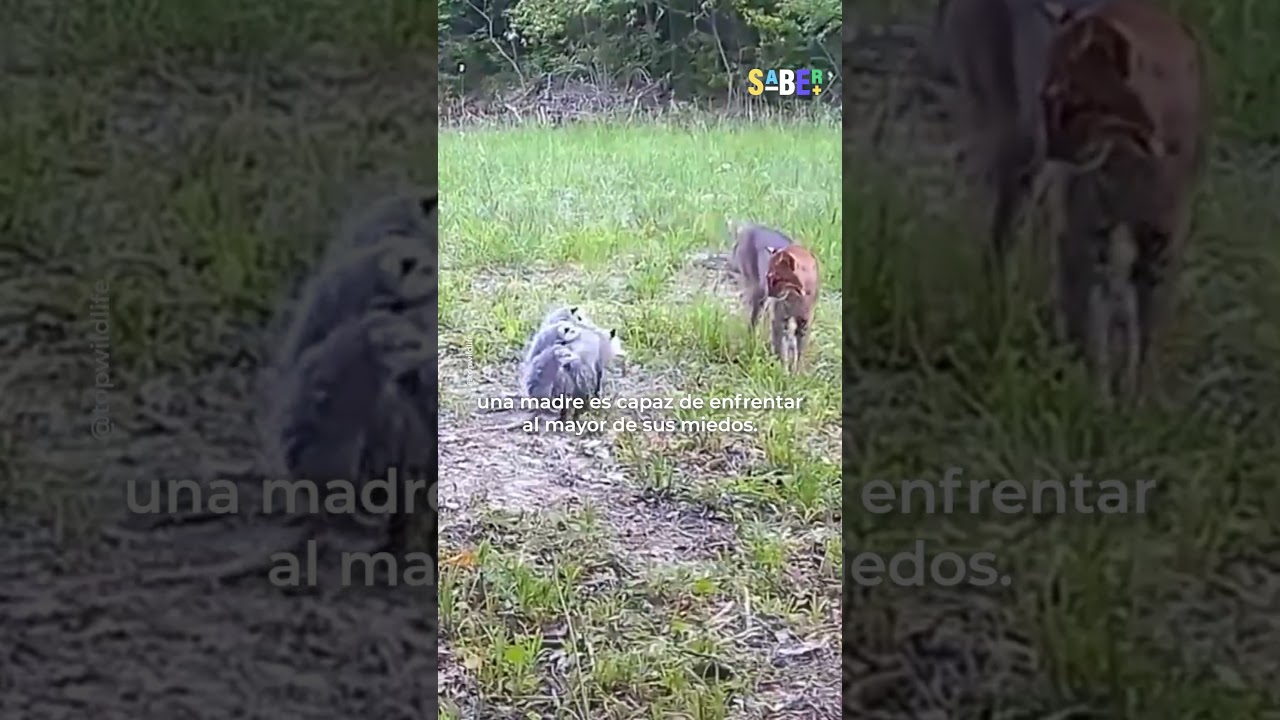 Zarigüeya arriesga su vida por sus bebés 