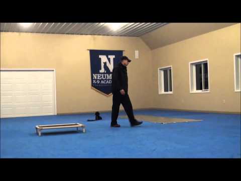 Nizzy (Miniature Poodle) Dog Training Boot Camp Video