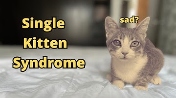 Is 2 Better than 1? 3 Ways to Beat Single Kitten Syndrome