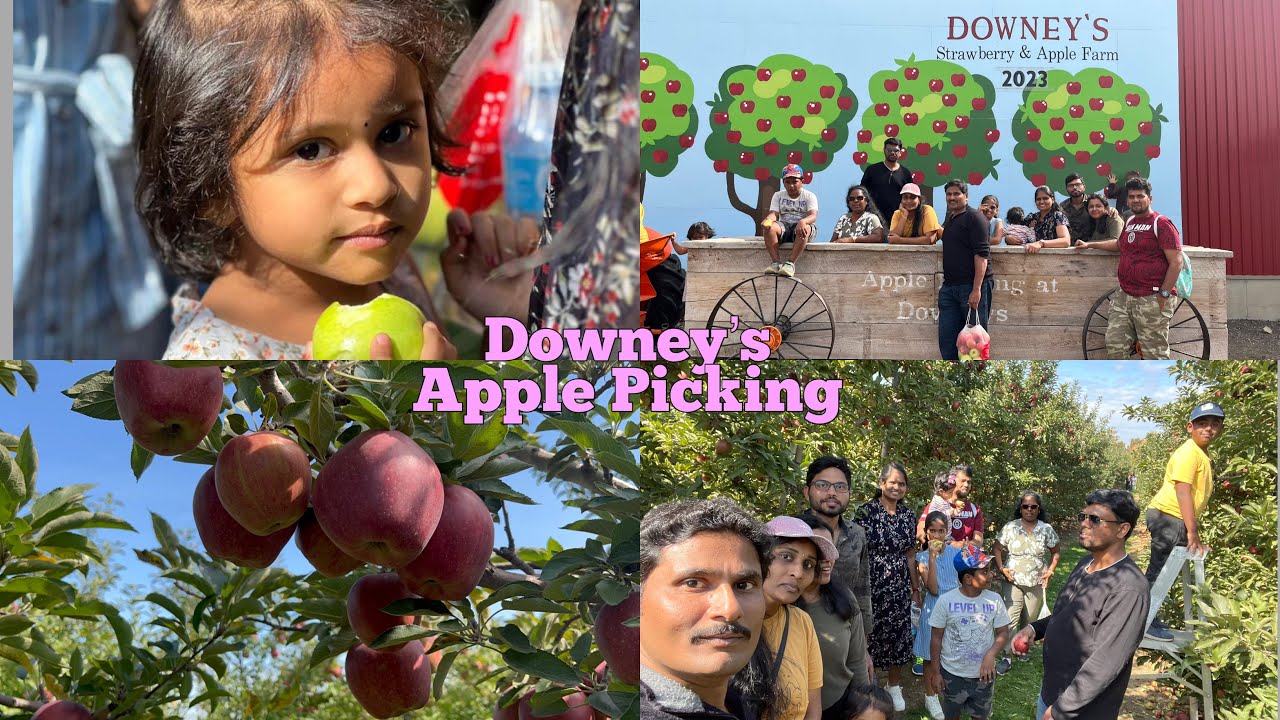Apple Picking 2023 Apple Picking in Canada Downey’s Farm Market