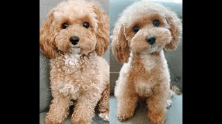 How we groom our curly haired maltipoo by Noodlesthepooch 965,528 views 3 years ago 8 minutes, 14 seconds