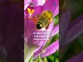 669. Millions of Blooms for a Jar of Honey? Unveiling the Secret Life of Bees
