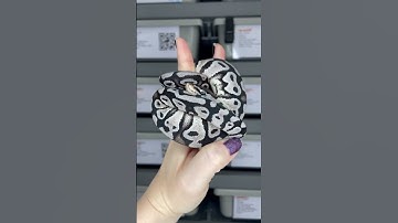 Pastel VPI Axanthic het Clown putting the “ball” in ball python 😅 #ballpython #snake #axanthic