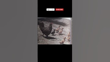 animal behavior chapter 1 /my first video |please subscribe