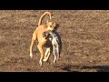 Galgos vs conejo Caceria Con Perros en Florida