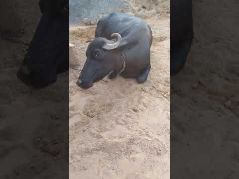 Video: Diferența Dintre Buffalo De Apă și Buffalo