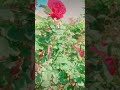 الورد ورائحة القهوة مش حتبقى لغيري انا غيري مفيش الورد ورائحة القهوة مش حتبقى لغيري انا غيري مفيش