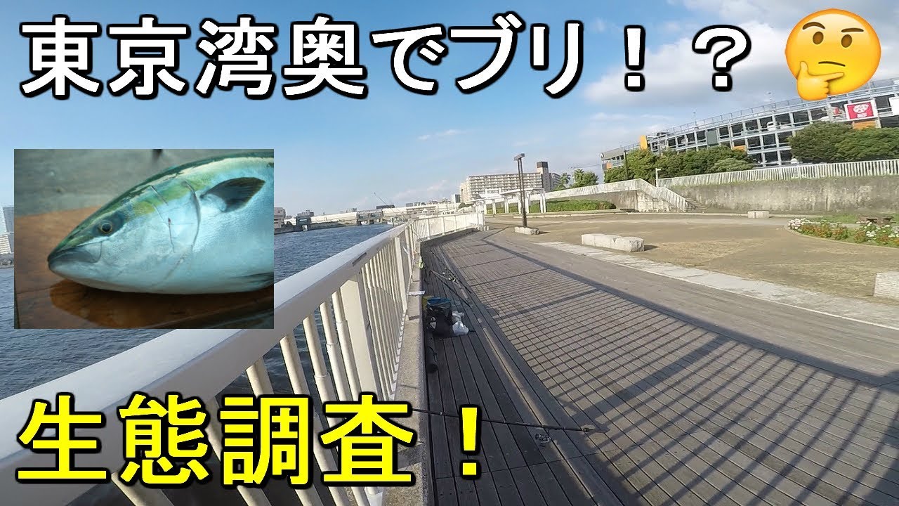 船橋港親水公園 東京湾奥で真夏に陸からブリが釣れる 視聴者さんから情報提供があった千葉県の釣り場で生態調査をしていたらメーター級の怪物が 19 09 06 Youtube