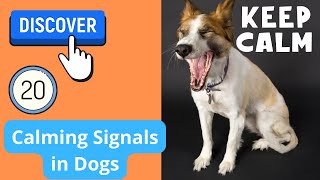 Discover 20 Calming Signals in Dogs