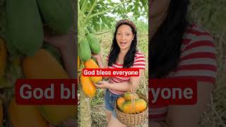 Harvesting Papaya Fruits papaya delicious fruits