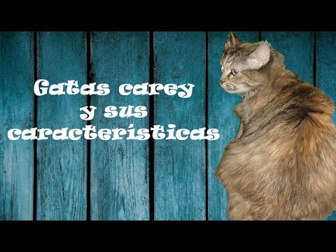 Video: Gato Carey: Variedades De Color, Supersticiones Y Presagios, Rasgos De Carácter, Fotos
