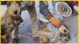 Rescue stray, abandoned dog, Mama dog rescued on heart touching video ! #2022#compilation