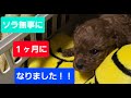 ソラ１ヶ月になりました✨トイプードルの赤ちゃんソラ、離乳食も始まりました♥️